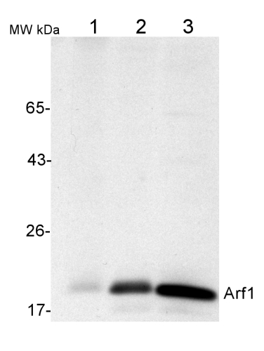 Western blot detection using Arf1 antibody